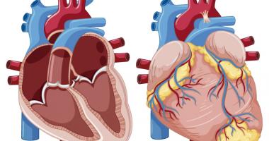 sistema cardiovascular