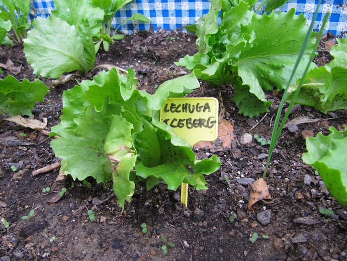 lechuga orgánica