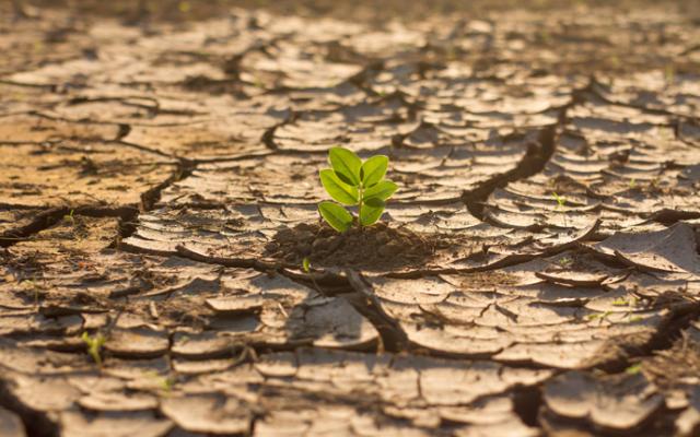 Una pequeña planta sobreviviendo en un terreno árido